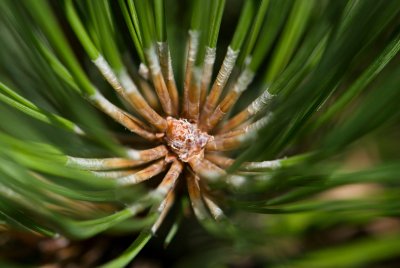 Pinus resinosa - borovice smolná - pupen